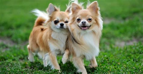  79 Gorgeous Long Haired Apple Head Chihuahua Price For Hair Ideas