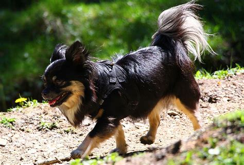 Long Haired Chihuahua Exercise