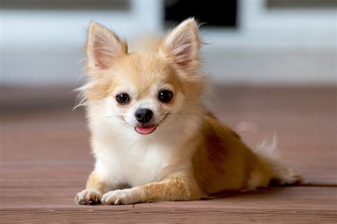 This Long Haired Chihuahua Price For Hair Ideas