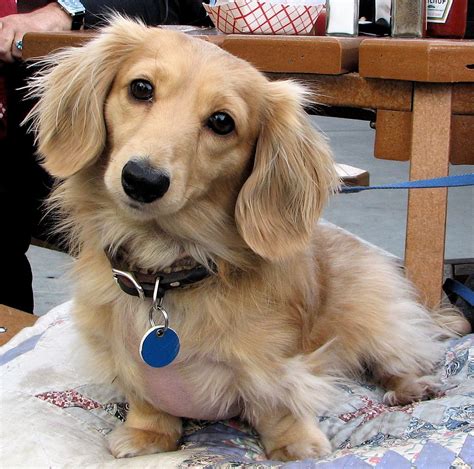 Stunning Long Haired Dachshund Price For Hair Ideas