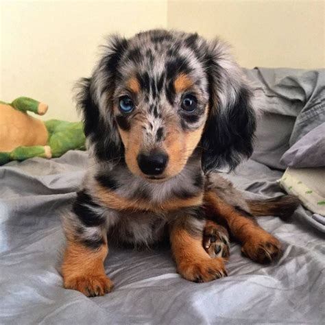 The Long Haired Dachshund Puppies Price Trend This Years