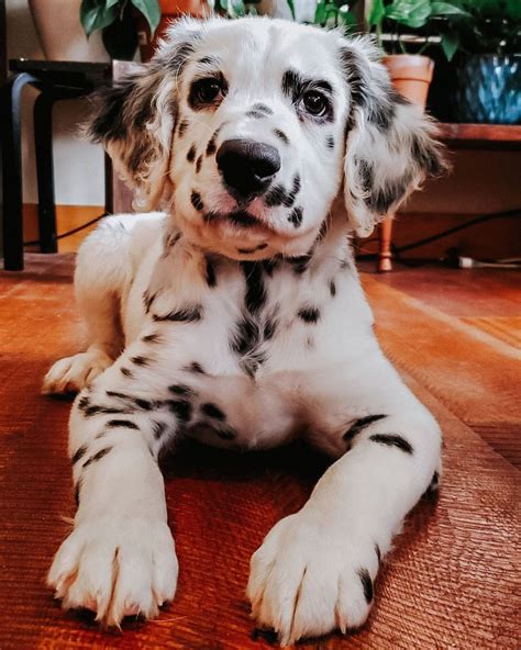 Perfect Long Haired Dalmatian Price With Simple Style