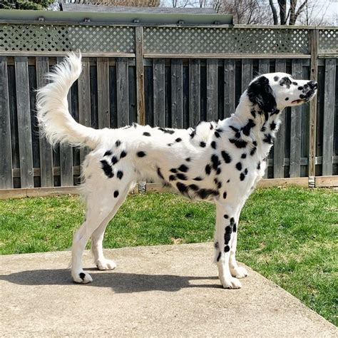 This Long Haired Dalmatian Price Uk With Simple Style