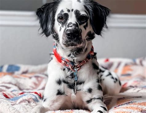 Long Haired Dalmation