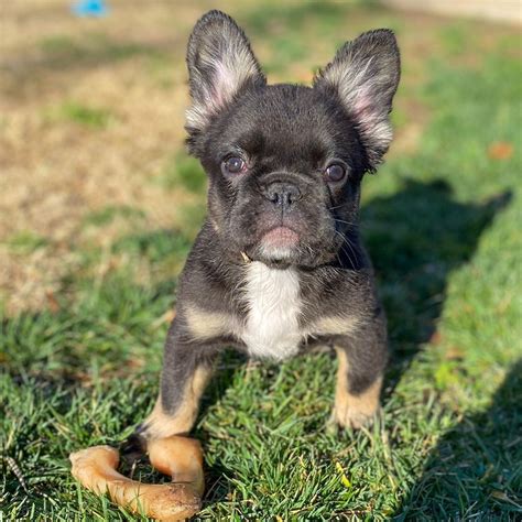 Stunning Long Haired French Bulldog For Sale Trend This Years