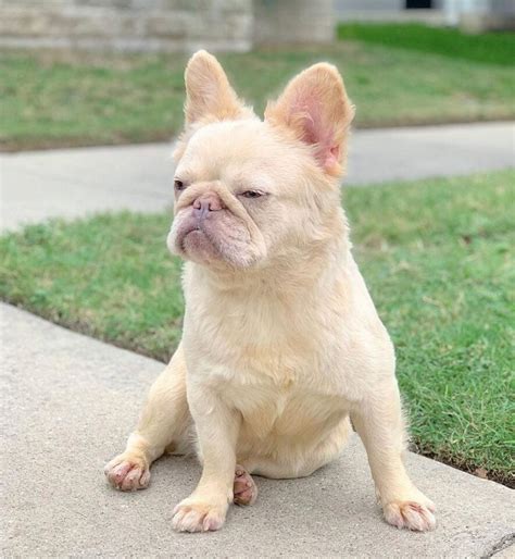 79 Gorgeous Long Haired French Bulldog For Sale Texas Trend This Years