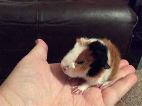 This Long Haired Guinea Pig Babies For Sale With Simple Style