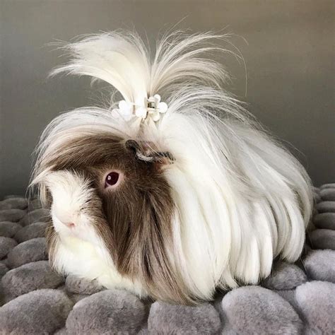 79 Gorgeous Long Haired Guinea Pig Cost For Short Hair