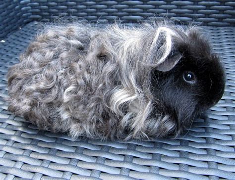 The Long Haired Guinea Pig For Sale For New Style