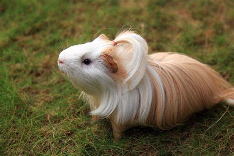 Stunning Long Haired Guinea Pig For Sale In Sri Lanka Trend This Years