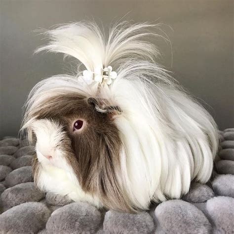  79 Ideas Long Haired Guinea Pig For Sale London For Hair Ideas