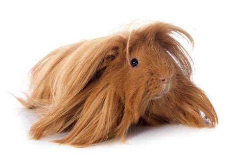  79 Popular Long Haired Guinea Pig For Sale Sydney For New Style