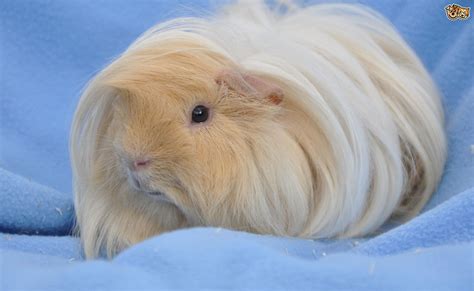  79 Popular Long Haired Guinea Pigs For Sale Uk For Bridesmaids