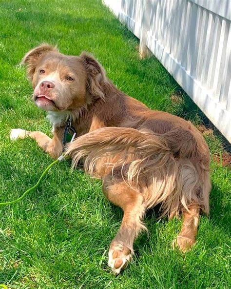 long haired pit bull