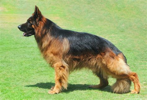 long haired shepherd dog