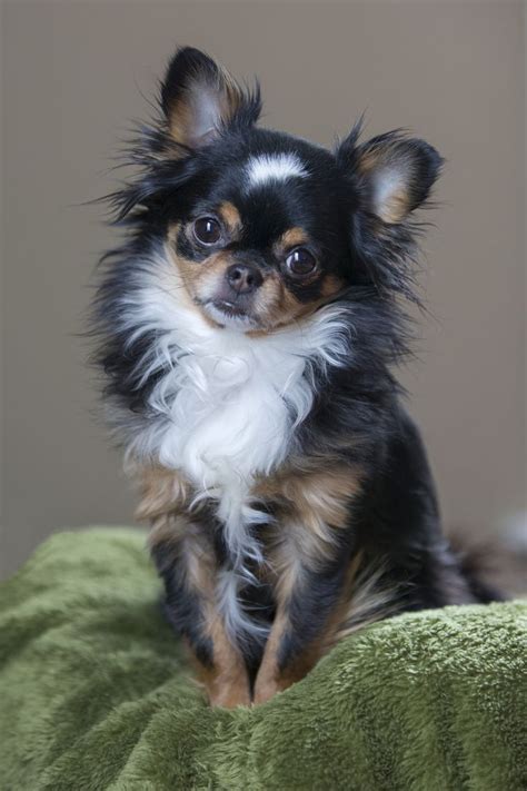 This Long Haired Teacup Chihuahua Price Hairstyles Inspiration