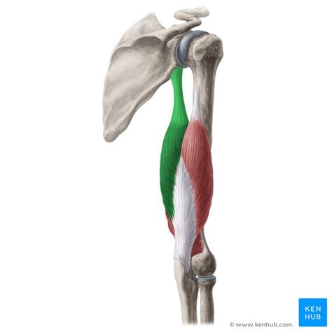 Long Head Of The Triceps Brachii Function