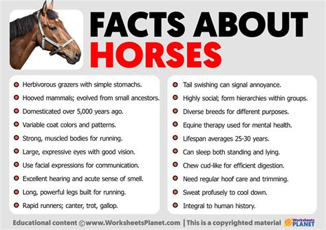 Long Horse Information