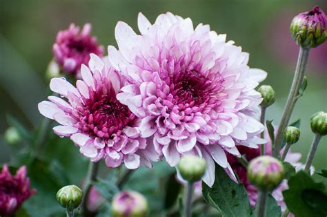 Long Lasting Flowers Cheap