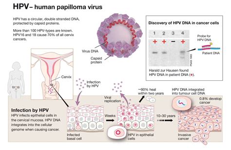 long lasting hpv