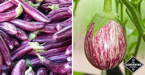 long purple vs black beauty eggplant