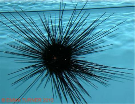 long spined sea urchin dimensions