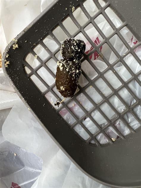 Long String In Cat Poop