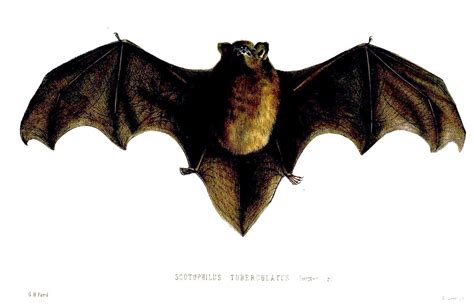 long tailed bat new zealand