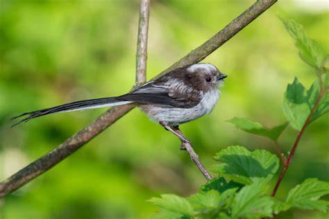 Discover 7 Insights long tailed tit charming bird facts revealed
