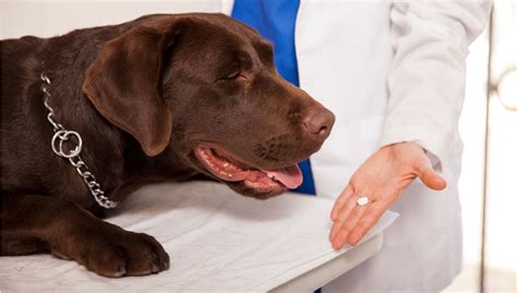 long term omeprazole use in dogs