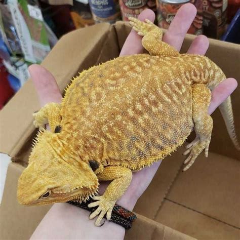 longest bearded dragon