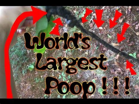 longest turd