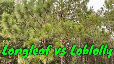 longleaf vs loblolly pine