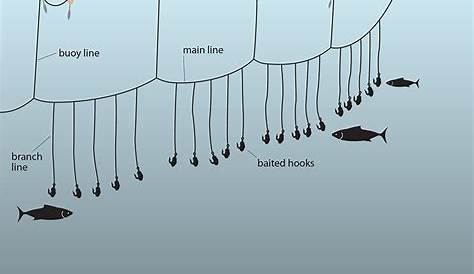 Longline Fishing Method Untangling The Issues With Oceanbites