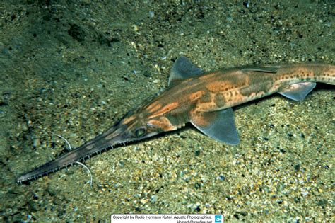 Longnose Sawshark Class
