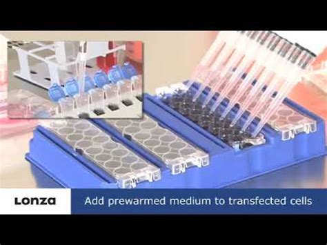 lonza cell line