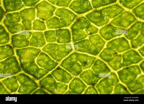 Look At Leaf Under Microscope