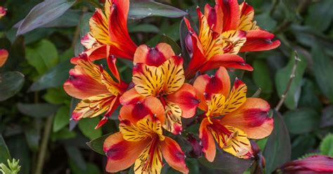 looking after alstroemeria plants