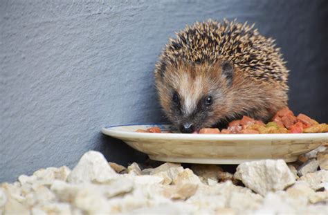 looking after hedgehogs in the garden