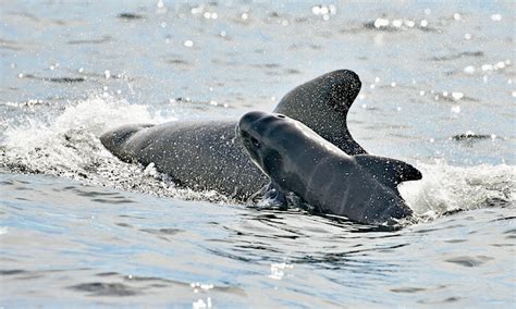 looking for dolphins