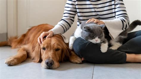 Looking For Pet Sitters