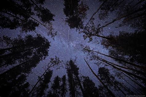 Looking Up Through Trees At Night