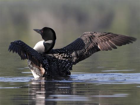 Loons Do They Migrate