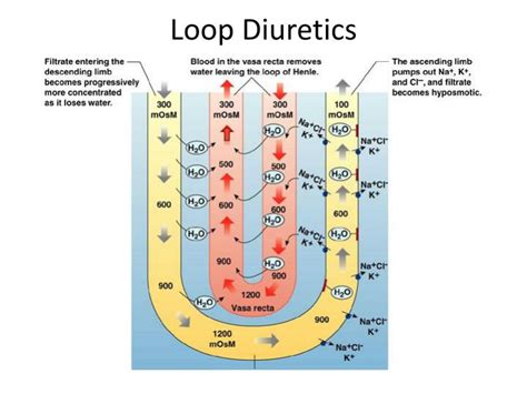 Loop Diuretics List