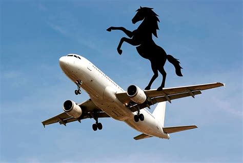 loose horse on plane