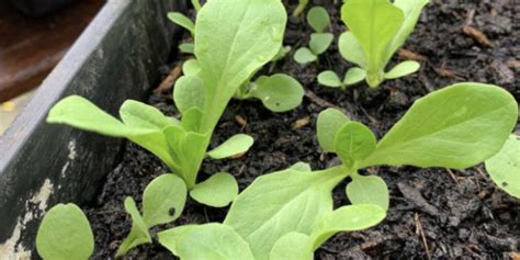 Loose Leaf Lettuce Seedlings