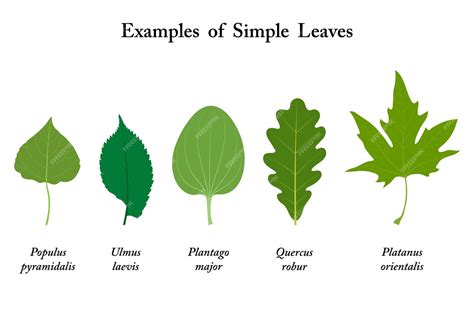 Loose-Leaf Examples