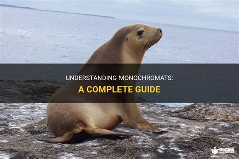 Lord Monochromat: Hidden Mysteries Unveiled