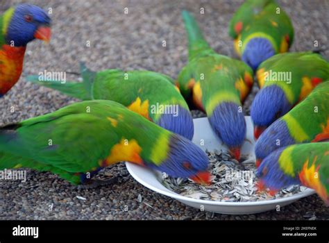 lorikeet feeding