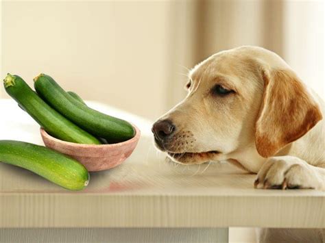 Â¿Pueden los perros comer frutos secos? Todo lo que